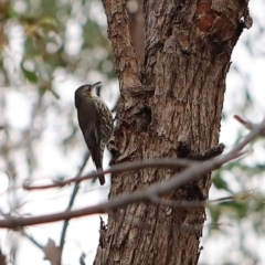 Cormobates leucophaea at Block 402 - 24 Mar 2024