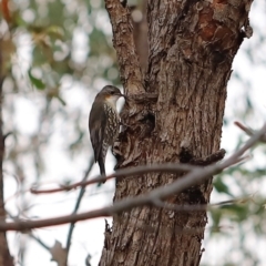 Cormobates leucophaea at Block 402 - 24 Mar 2024