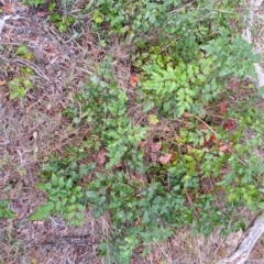 Berberis aquifolium (Oregon Grape) at Mount Majura - 23 Mar 2024 by JenniM