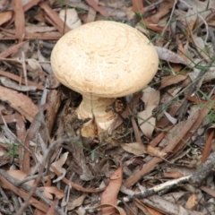 Unidentified Fungus at Alpine, NSW - 25 Jan 2024 by JanHartog
