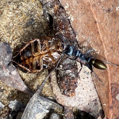 Myrmecia piliventris (Golden tail bull ant) at Wingecarribee Local Government Area - 3 Jan 2024 by GlossyGal