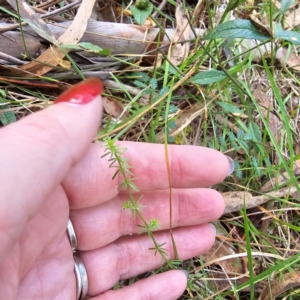 Asperula conferta at Jerangle, NSW - 23 Mar 2024