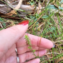 Asperula conferta at Jerangle, NSW - 23 Mar 2024