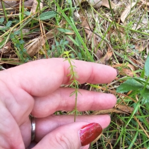 Asperula conferta at Jerangle, NSW - 23 Mar 2024