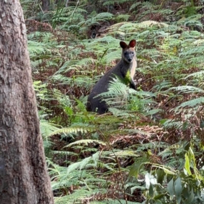Wallabia bicolor (Swamp Wallaby) at Springfield, NSW - 24 Mar 2024 by marshwise