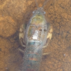 Cherax destructor (Common Yabby) at Boro - 23 Mar 2024 by Paul4K