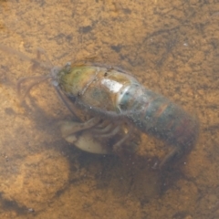 Cherax destructor at Boro - suppressed