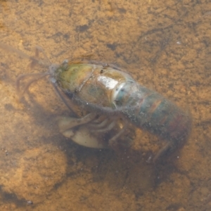Cherax destructor at Boro - suppressed