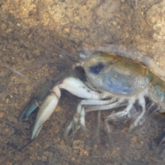Cherax destructor at Boro - suppressed