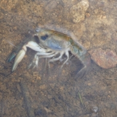 Cherax destructor at Boro - suppressed