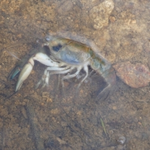 Cherax destructor at Boro - suppressed