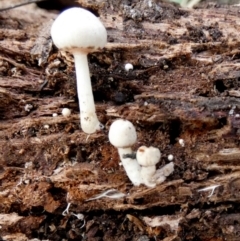 Unidentified Cap on a stem; gills below cap [mushrooms or mushroom-like] at Boro - 23 Mar 2024 by Paul4K