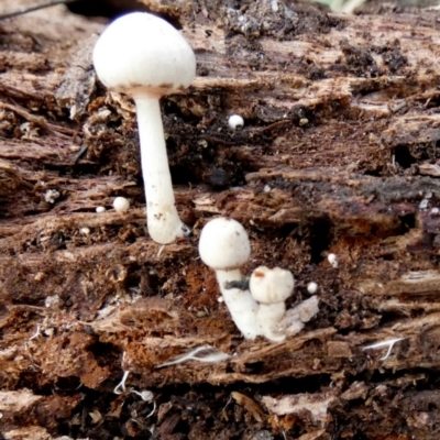 Unidentified Cap on a stem; gills below cap [mushrooms or mushroom-like] at Boro - 23 Mar 2024 by Paul4K