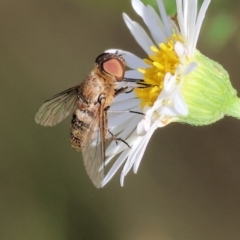 Villa sp. (genus) (Unidentified Villa bee fly) at Wodonga - 23 Mar 2024 by KylieWaldon