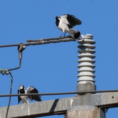 Grallina cyanoleuca (Magpie-lark) at Wodonga - 23 Mar 2024 by KylieWaldon