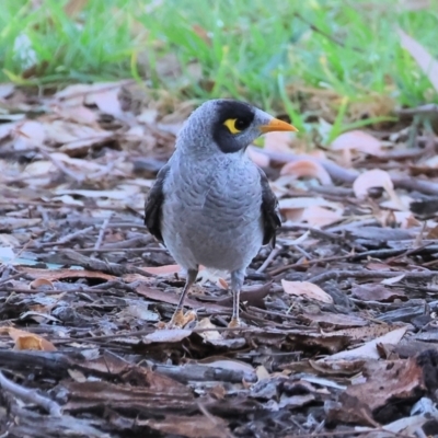 Manorina melanocephala (Noisy Miner) at Willow Park - 22 Mar 2024 by KylieWaldon