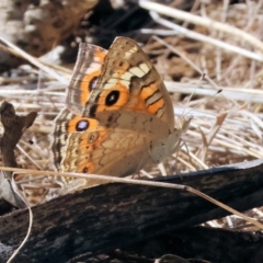 Junonia villida (Meadow Argus) at Wodonga - 22 Mar 2024 by KylieWaldon