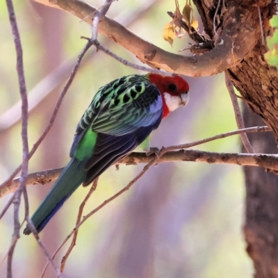 Platycercus eximius (Eastern Rosella) at WREN Reserves - 22 Mar 2024 by KylieWaldon