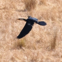 Microcarbo melanoleucos (Little Pied Cormorant) at WREN Reserves - 22 Mar 2024 by KylieWaldon