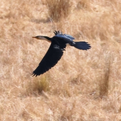 Microcarbo melanoleucos (Little Pied Cormorant) at WREN Reserves - 22 Mar 2024 by KylieWaldon