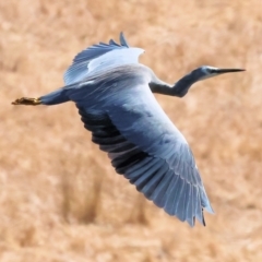 Egretta novaehollandiae (White-faced Heron) at Wodonga - 22 Mar 2024 by KylieWaldon