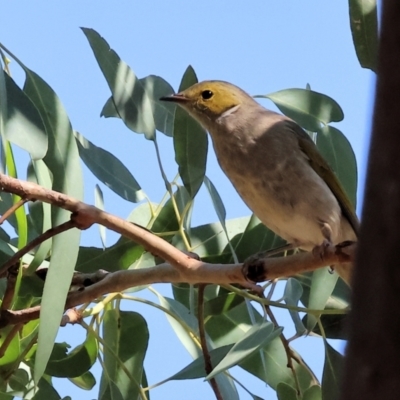 Ptilotula penicillata (White-plumed Honeyeater) at Wodonga - 22 Mar 2024 by KylieWaldon