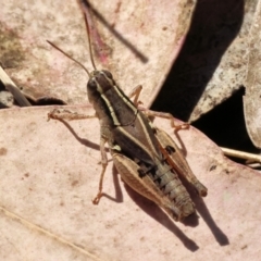 Phaulacridium vittatum (Wingless Grasshopper) at WREN Reserves - 23 Mar 2024 by KylieWaldon