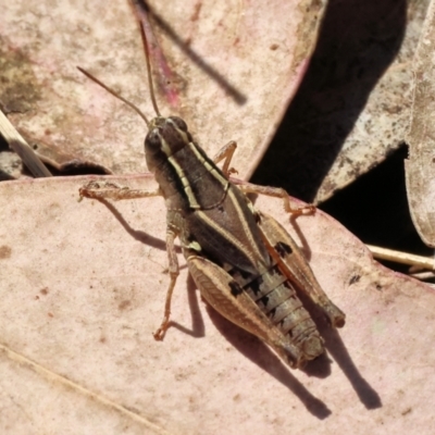 Phaulacridium vittatum (Wingless Grasshopper) at WREN Reserves - 23 Mar 2024 by KylieWaldon