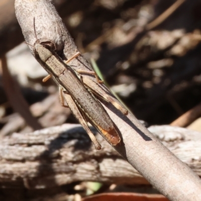 Macrotona sp. (genus) (Macrotona grasshopper) at Wodonga - 23 Mar 2024 by KylieWaldon