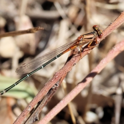 Xanthagrion erythroneurum (Red & Blue Damsel) at Wodonga - 23 Mar 2024 by KylieWaldon