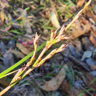 Lepidosperma laterale (Variable Sword Sedge) at Isaacs, ACT - 23 Mar 2024 by Mike