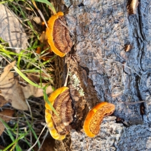 Gloeophyllum at Isaacs Ridge and Nearby - 24 Mar 2024