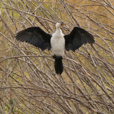 Microcarbo melanoleucos (Little Pied Cormorant) at Jarramlee-West MacGregor Grasslands - 23 Mar 2024 by Trevor