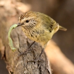 Acanthiza lineata (Striated Thornbill) at The Pinnacle - 24 Mar 2024 by Thurstan