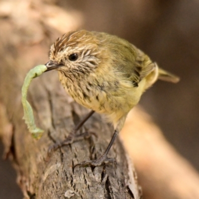 Acanthiza lineata (Striated Thornbill) at Weetangera, ACT - 23 Mar 2024 by Thurstan