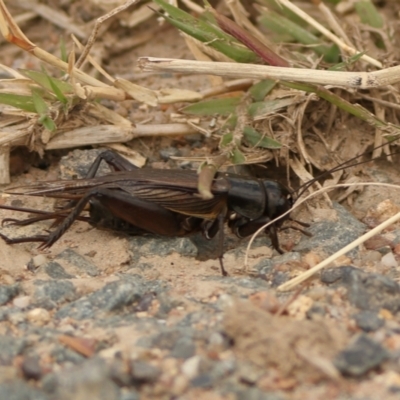 Teleogryllus commodus (Black Field Cricket) at Dunlop, ACT - 23 Mar 2024 by Trevor