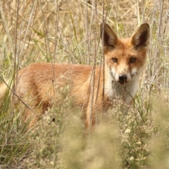 Vulpes vulpes (Red Fox) at Jarramlee-West MacGregor Grasslands - 23 Mar 2024 by Trevor