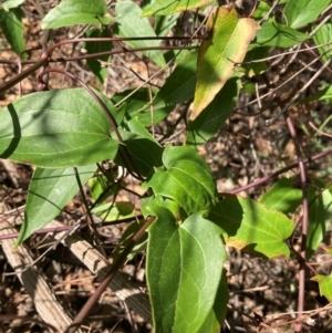 Clematis aristata at Mount Ainslie to Black Mountain - 24 Mar 2024