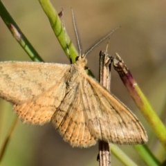 Scopula rubraria (Reddish Wave, Plantain Moth) at The Pinnacle - 23 Mar 2024 by Thurstan