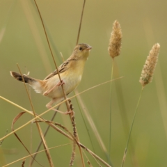 Cisticola exilis (Golden-headed Cisticola) at Dunlop, ACT - 23 Mar 2024 by Trevor