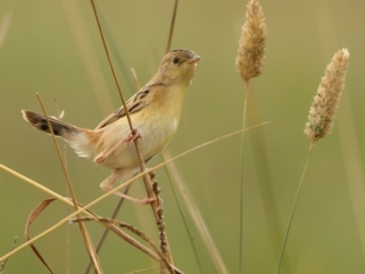 Cisticola exilis (Golden-headed Cisticola) at Jarramlee-West MacGregor Grasslands - 23 Mar 2024 by MichaelWenke