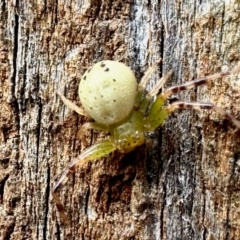 Australomisidia sp. (genus) (Flower spider) at Aranda, ACT - 23 Mar 2024 by KMcCue