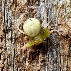 Australomisidia sp. (genus) (Flower spider) at GG182 - 23 Mar 2024 by KMcCue