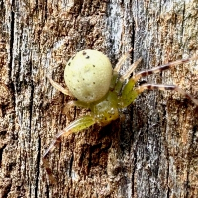 Australomisidia sp. (genus) (Flower spider) at Aranda, ACT - 23 Mar 2024 by KMcCue