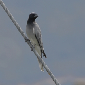 Coracina novaehollandiae at Macgregor, ACT - 23 Mar 2024