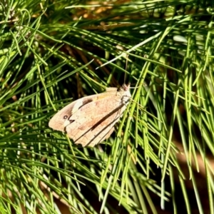 Heteronympha merope at Uriarra Village, ACT - 23 Mar 2024 09:41 AM