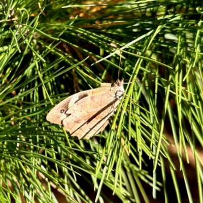 Heteronympha merope (Common Brown Butterfly) at Uriarra Village, ACT - 22 Mar 2024 by KMcCue