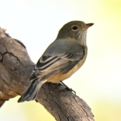 Pachycephala rufiventris (Rufous Whistler) at Weetangera, ACT - 23 Mar 2024 by Thurstan