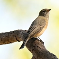 Pachycephala rufiventris at The Pinnacle - 24 Mar 2024 10:27 AM