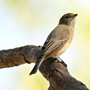 Pachycephala rufiventris at The Pinnacle - 24 Mar 2024 10:27 AM